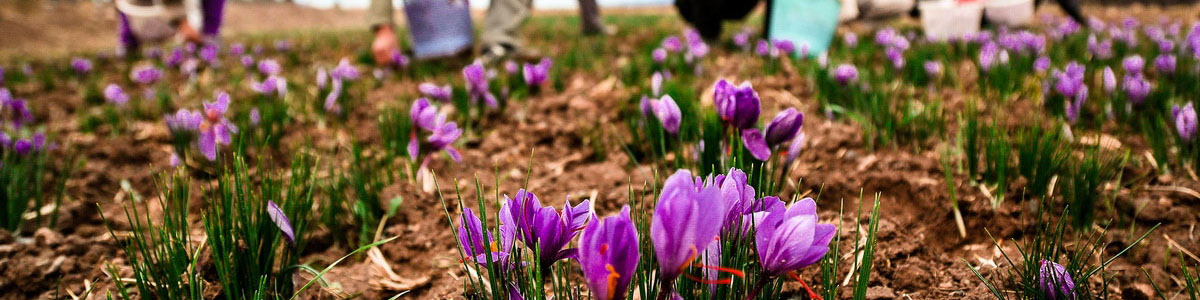 جلوگیری از قاچاق پیاز زعفران با کوتاه کردن دست دلالان